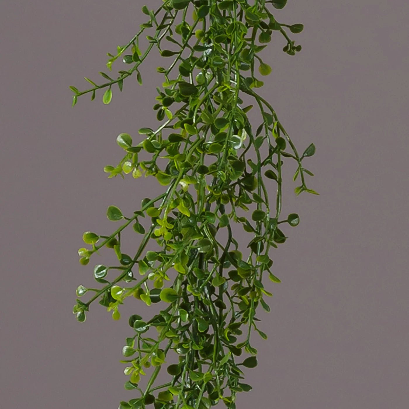 Baby Tears Garland - The Brass Bee