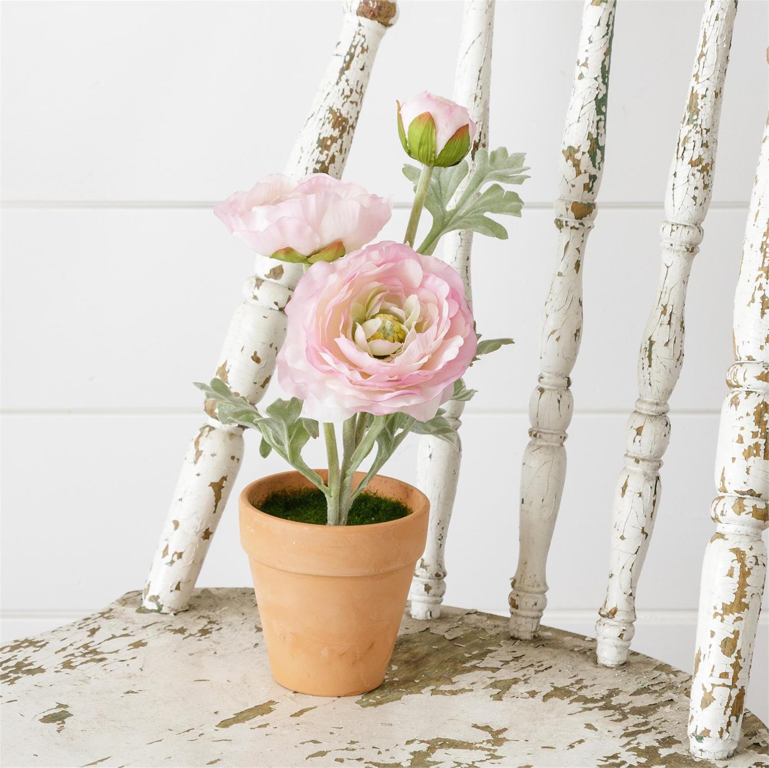 ranunculus potted plants for sale Potted Ranunculus, Pink