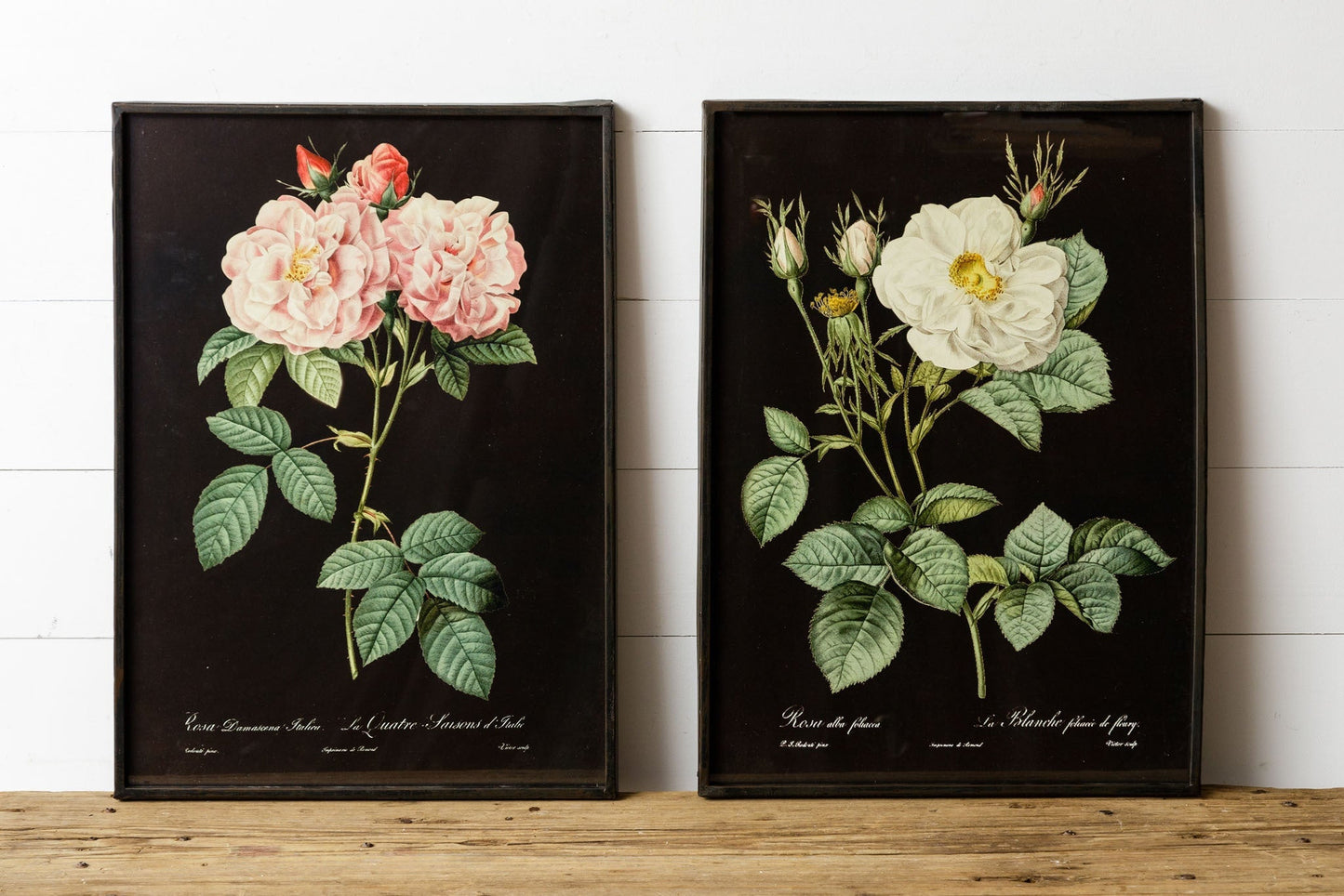 Framed Rose Prints - The Brass Bee