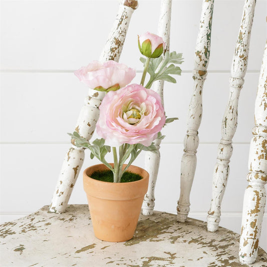 Potted Ranunculus, Pink - The Brass Bee